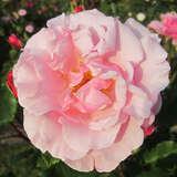 Rose 'Kathleen Harrop' - Historische Kletterrose