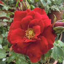 Rose 'Amadeus' - Moderne Kletterrose