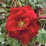 Rose 'Amadeus' - Moderne Kletterrose