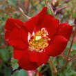 Rose 'Red Compact Meidiland': Bild 1/9
