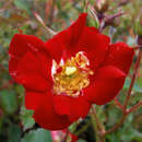 Bodendeckerrose - Rose 'Red Compact Meidiland'