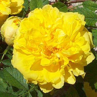 Rose 'Persian Yellow' (foetida)