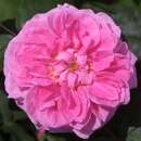 Rose 'Gertrude Jekyll' - Englische Strauch-, Kletterrose