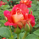 Rose 'Dekor Arlequin' - Moderne Kletterrose