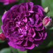 Rose 'Reines de Violettes': Bild 1/3