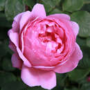 Rose 'Princess Alexandra of Kent' - Englische Strauchrose