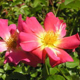Rose 'Pink Compact Meidiland' - Bodendeckerrose