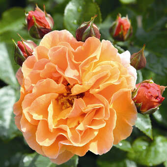 Rose 'Arabia'