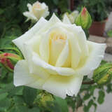Rose 'Schneewalzer' - Moderne Kletterrose