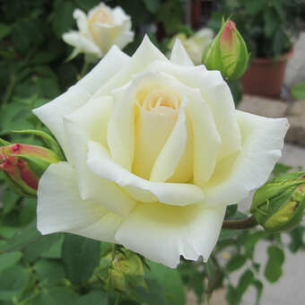 Rose 'Schneewalzer'