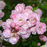 Rose 'Perle vom Wienerwald' - Histor. Kletter-, Strauchrose