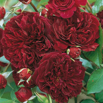 Rose 'Tradescant'