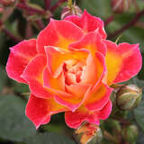 Rose 'Tiddly Winks' - Zwergrose