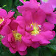 Rose 'Officinalis' (gallica): Bild 1/8