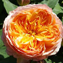 Rose 'Well Being' AKTION - Englische Strauchrose