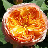 Rose 'Well Being' - Englische Strauchrose