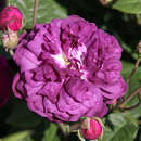 Rose 'Cardinal de Richelieu' - Historische Strauchrose