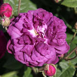 Rose 'Cardinal de Richelieu' (gall) - Historische Strauchrose