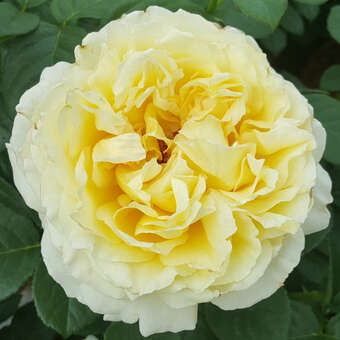 Rose 'Cyrano de Bergerac'