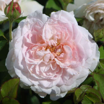 Rose 'Miss Alice'