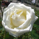 Rose 'Paul's Lemon Pillar' - Historische Kletterrose