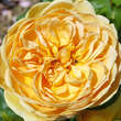 Rose 'Carolyn Knight': Bild 1/5