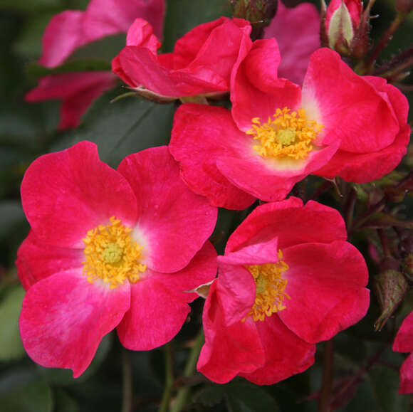 Rose 'AC William Booth': Bild 1/4 Rose 'AC William Booth': Bild 1/4