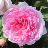 Rose 'Jasmina' - Moderne Kletterrose