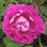 Rose 'William Lobb' (centifolia) - Historische Strauchrose