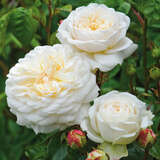 Rose 'Tranquility' - Englische Strauchrose