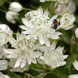 Astrantia major - Sterndolde