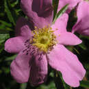 Rosa nitida - Glanzrose
