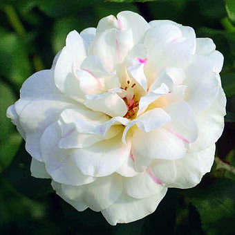 Rose 'Carte Blanche'