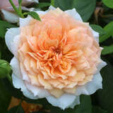 Rose 'Grace' - Englische Strauchrose