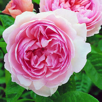 Rose 'Gentle Hermione'