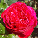 Rose 'Marylou' - Moderne Edelrose