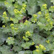 Alchemilla mollis: Bild 10/10