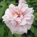 Rose 'Climbing Cecile Brunner' - Ramblerrose