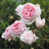 Rose 'The Wedgewood Rose' - Englische Strauch-, Kletterrose