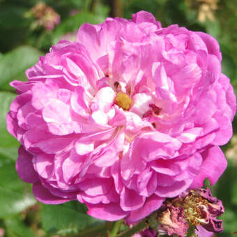 Rose 'Himmelsauge'