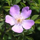 Rosa corymbifera - Buschrose
