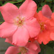 Rose 'Coral Meidiland': Bild 1/4