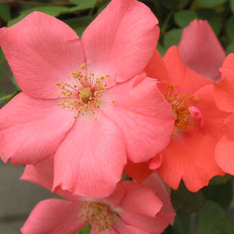 Rose 'Coral Meidiland'