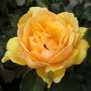 Englische Beetrose - Rose 'Amber Queen'
