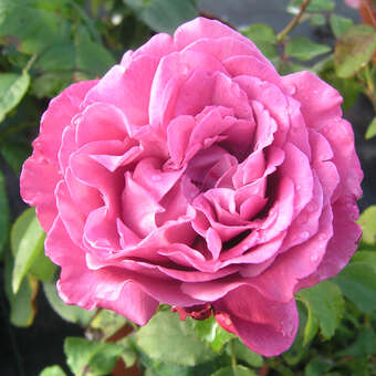 Rose 'Lavender Perfumella'