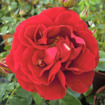 Rose 'Tornella'