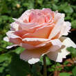 Rose 'Princesse Charlene de Monaco': Bild 3/9