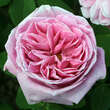 Rose 'Liparfum': Bild 1/3