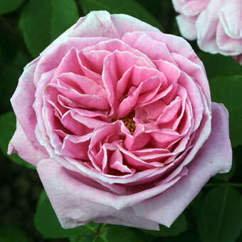 Rose 'Liparfum'