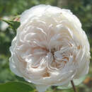 Rose 'The Albrighton Rambler' - Englische Kletterrose